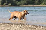 BULLMASTIFF 076